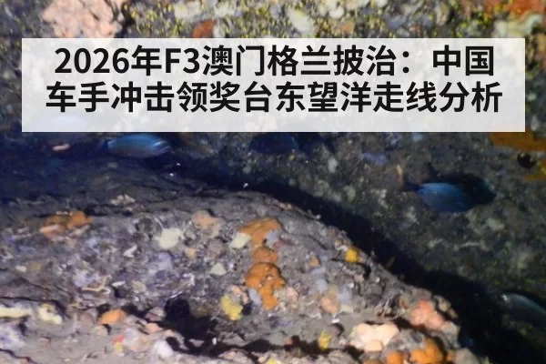 2026年F3澳门格兰披治：中国车手冲击领奖台东望洋走线分析